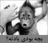 ميمون.jpg