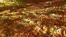 photo_2017-11-05_15-59-25.jpg photo_2017-11-05_15-59-25.jpg