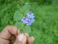 Glechoma hederacea 1.jpg