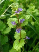 Glechoma hederacea.jpg