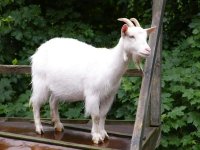 goat publish(1).jpg