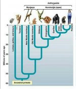 evolution.jpg