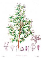 Abelia spp.wikimedia.jpg