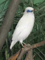 mynah.jpg