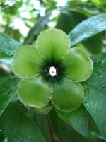 Flower.jpg