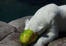 white-bear-10.jpg