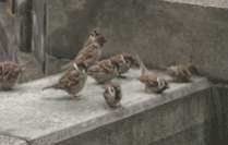 davaye_parande.jpg