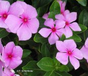 Catharanthus_roseus.jpg