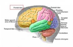 brain.JPG