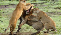 سلطان جنگلم که باشی بخوای با دوتا زن باشی عاقبتت همین.jpg
