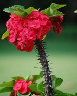 Flowers-with-small-flowers-12.jpg