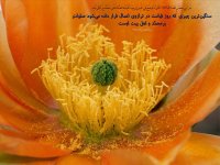 641Hadis H513.jpg