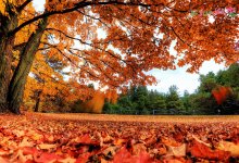 autumn-leaves-carpet.jpg