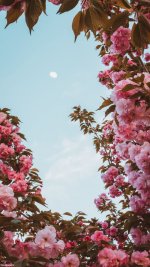 پس-زمینه-شکوفه-های-زیبای-بهاری.jpg