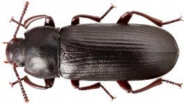 Tenebrio_molitor_A_male_km.jpg