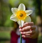 Narcissus-flower-photo-for-profile-27.jpg