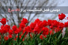 تک-بیتی-زیبا-دوستی.jpg