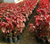 acalypha wilkesiana rosea.jpg