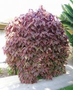 acalypha_wilkesiana.jpg