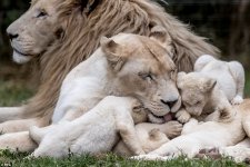 white-lions-cubs_orig.jpg