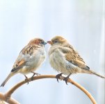 sparoows_by_hozemiya.jpg