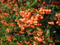 Pyracantha-coccinea-berries.jpg