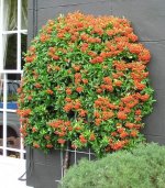 Pyracantha_bush_arp.jpg