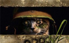 army-cat.jpg