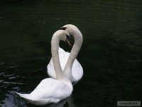 01WhenAnimalsInLove02.jpg