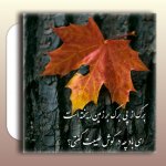 IMG_20241127_123022_042.jpg
