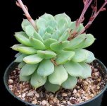 echeveria_dondo_01-300x298[1].jpg