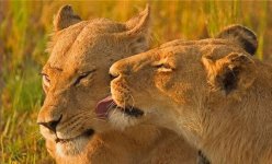 animals_have_feelings%2520(10).jpg