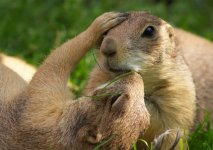 animals_have_feelings%2520(6).jpg