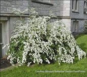 spirea.jpg