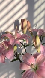 IMG_3477.jpeg