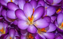 narcissus-flower-photos-15.jpg