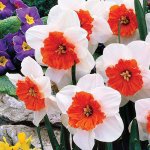 narcissus-flower-photos-8.jpg