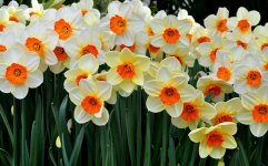 narcissus-flower-photos-6.jpg