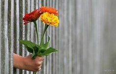 nody-عکس-گل-برای-پروفایل-اینستا-دخترونه-1660971909.jpg