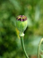 250px-Papaver_April_2010-9.jpg