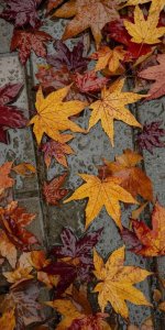 IMG_20261008_115523_580.jpg