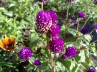 Image2579.jpg
