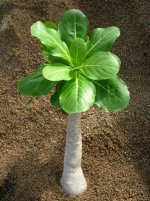 plant5.jpg