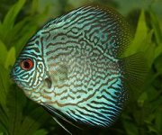 250px-Blue_Discus.jpg