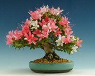 Rhododendron%20simsii%20bonsai%207.jpg