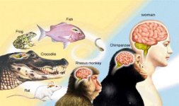 evolutioncompare.jpg