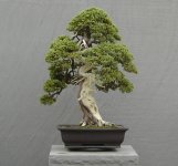 bonsai-picture-2.jpg