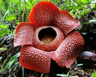 rafflesia_arnoldii_largest_flower_3_17q0q6j-17q0q8h.jpg