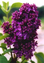 Syringa vulgaris Monge.jpg