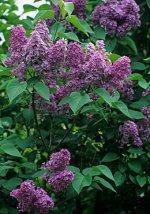 PL00080732_Syringa_lg1.jpg